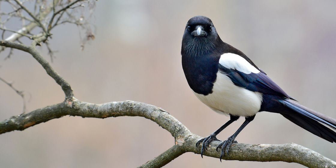 Be more Magpie