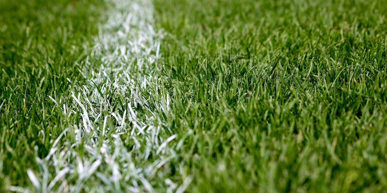 Grass